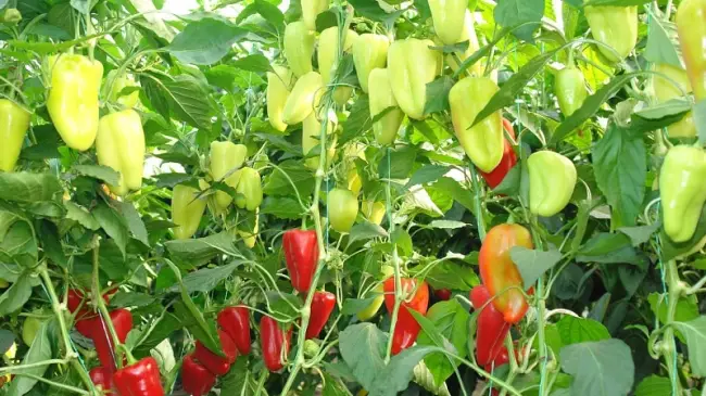 Перец Джипси: описание сорта, характеристика плодов, агротехника выращивания и ухода