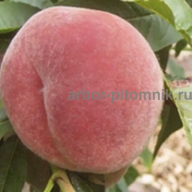 Описание и характеристики сорта персика «Юбилейный» из книги «Сорта плодовых и ягодных культур»