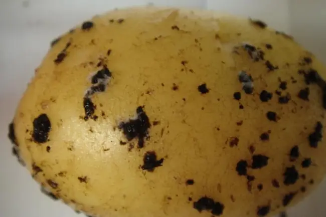 Ризоктониоз картофеля: лечение, меры борьбы.