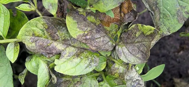 Фитофтороз на перце — Болезни сладкого перца и борьба с ними, фото листьев | Дачный участок