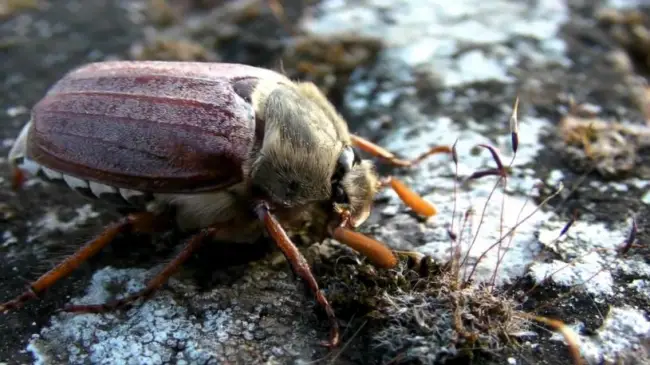 Как избавиться от личинок майского жука — препараты и народные методы