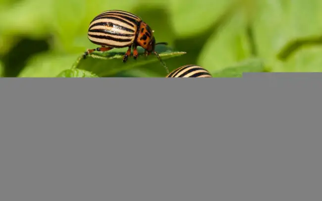 44 способа избавиться от колорадского жука