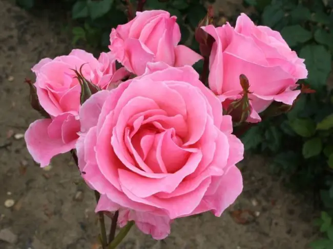 Роза Куин Элизабет: особенности и характеристика сорта, правила посадки, выращивания и ухода