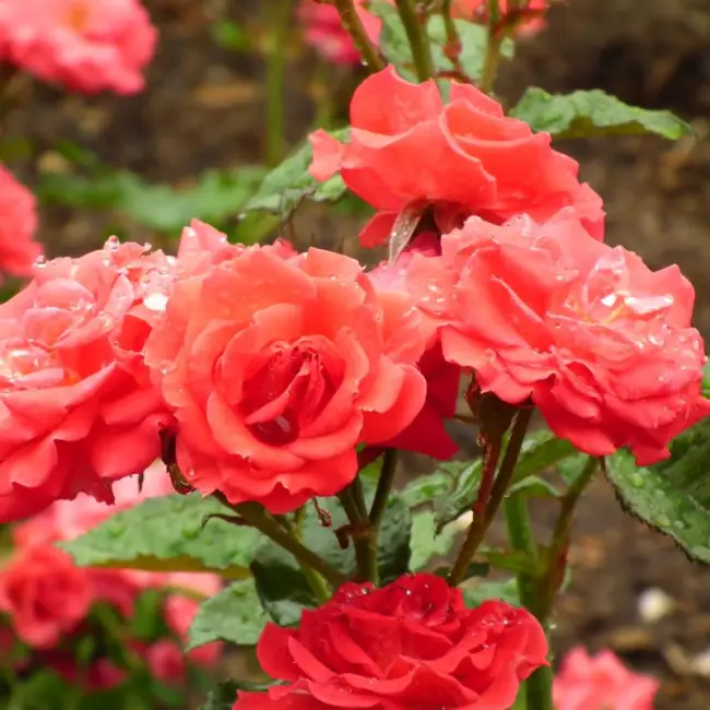 Роза флорибунда Манго (Rose floribunda Mango) — описание сорта, фото, саженцы, посадка, особенности ухода. Дачная энциклопедия.
