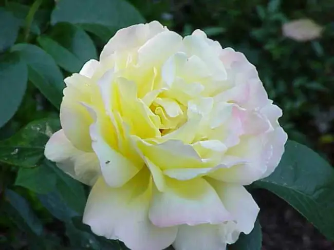 Роза чайно гибридная сорт Нимфа