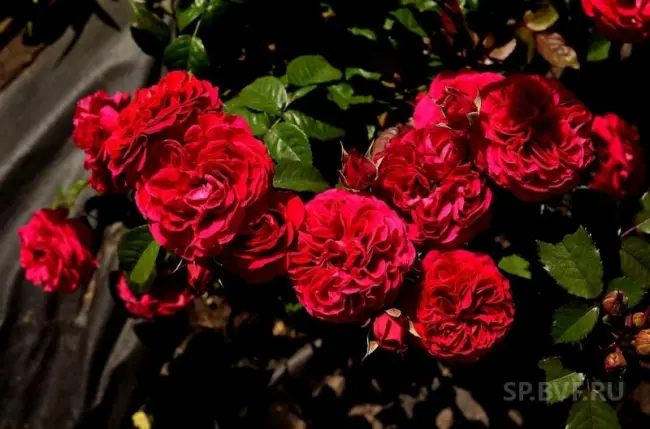 Русская Красавица — сорт растения Роза