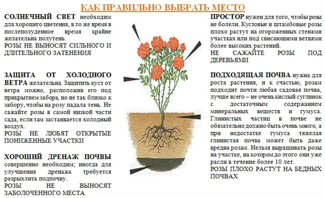 Солярис — сорт растения Роза