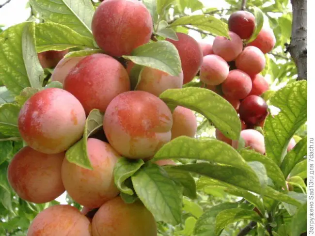 Слива Пересвет — Сорта сливы — Сорта плодово-ягодных культур — Сайт о садоводстве