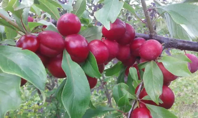 Слива Пониклая — Сорта сливы — Сорта плодово-ягодных культур — Сайт о садоводстве