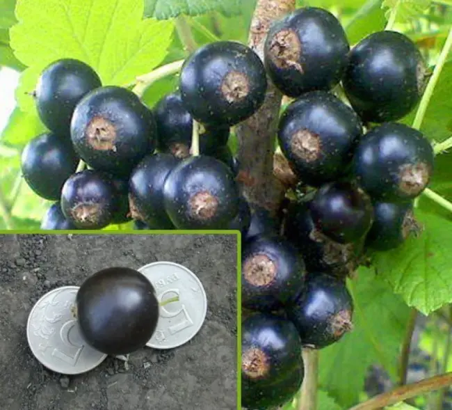 Сорт чёрной смородины Багира – обильные урожаи вкусных ягод