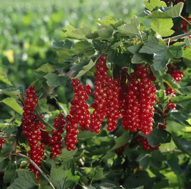 Смородина ‘Голландская’ красная. Особенности выращивания и ухода. Урожай. Фото