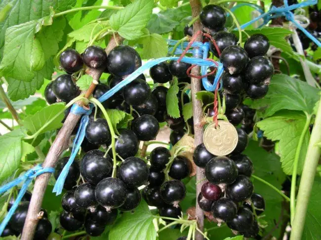 Крупноплодный сорт черной смородины «Добрыня»