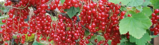 Красная смородина Натали: описание сорта, фото, особенности выращивания и реальные отзывы