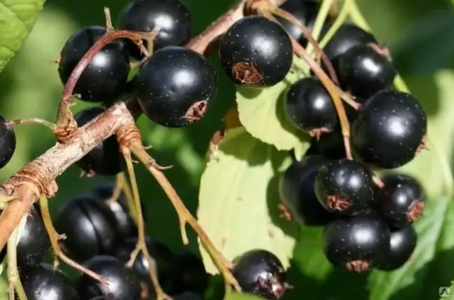 Вид плодовой культуры: Смородина черная, сорт: Оджебин. Подробное описание, характеристики, достоинства и недостатки.