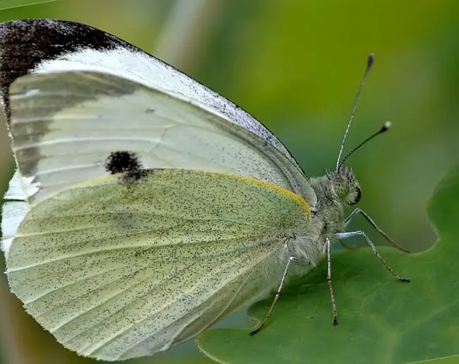 Бабочки-белянки на резеде — Белянка резедовая