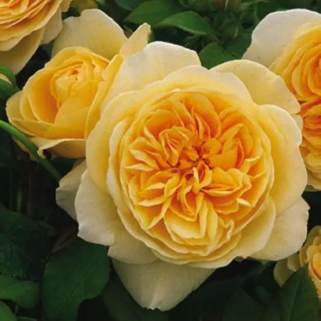 Роза ирина описание сорта — Irina