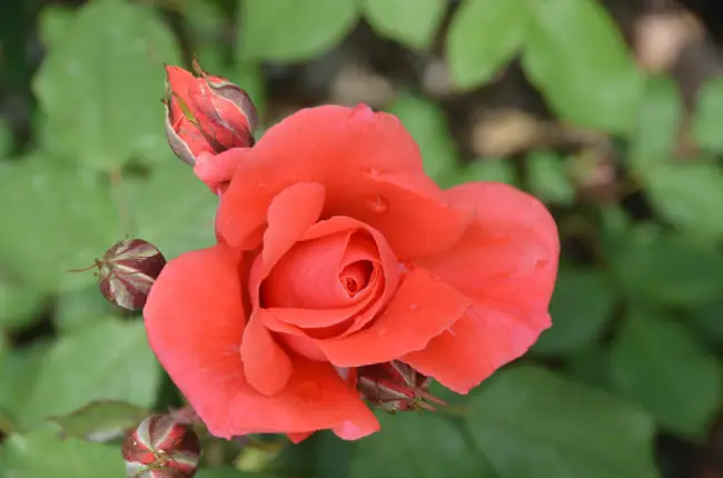 Роза Коралловый Сюрприз — фото и описание сорта с отзывами