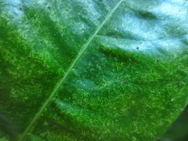 Паутинный клещ на розмарине — Розмарин (лат. Rosmarinus) — вид вечнозеленых кустарников, относящихся к семейству Яснотковых. Растение широко распространено в…