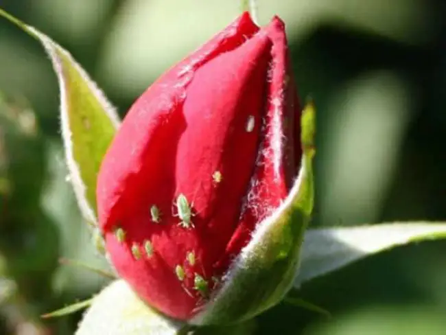 Листоед на розе — Вредители розы: описание основных видов с фото, эффективные способы борьбы, профилактические меры