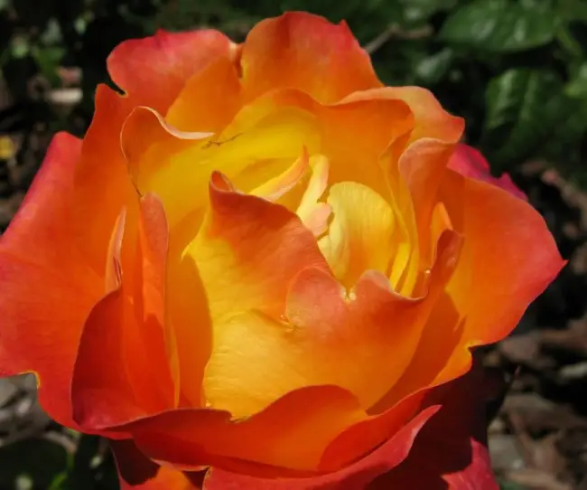 Роза янка описание сорта — 30 лучших сорта роз флорибунда