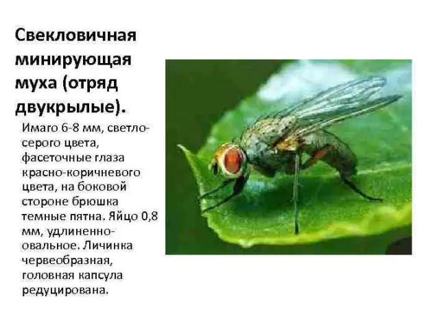 Свекловичная минирующая муха, описание, принимаемые меры, перечень эффективных препаратов для защиты.