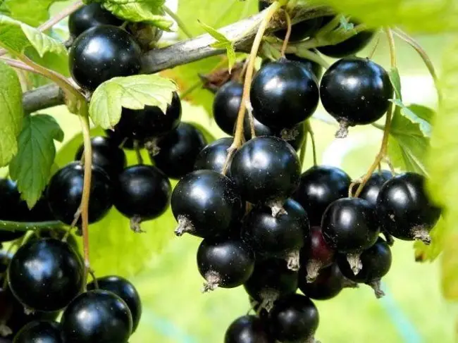 Смородина Сокровище: описание сорта черной смородины, выращивание — посадка и уход