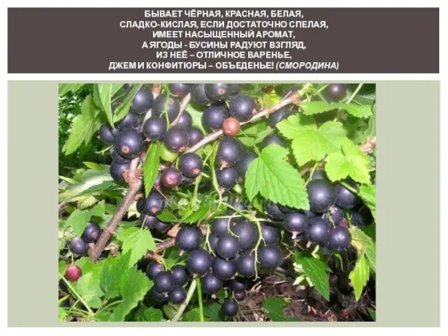 Смородина Чаровница: описание черного сорта, фото, отзывы, выращивание