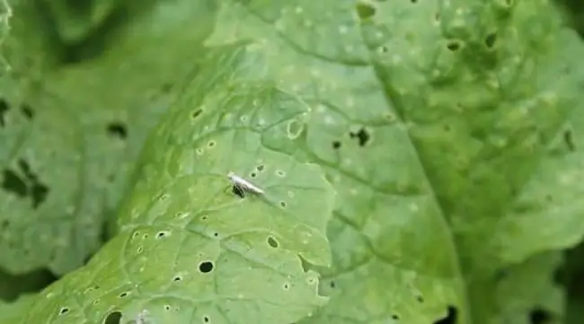 Капустная муха на рукколе — Почему на листьях руколы дырочки, что это, что делать?