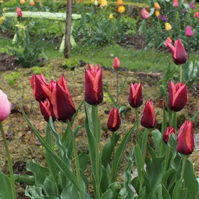 Тюльпан тоня описание сорта — В продолжение знакомства с садовыми классами тюльпанов и их лучшими представителя, мы сегодня познакомимся с шедеврами Простых Поздних тюльпанов. Именно