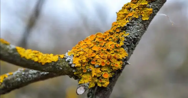 Лишайник на сирени — Garden Guides | Green Fungus on Lilac Bark