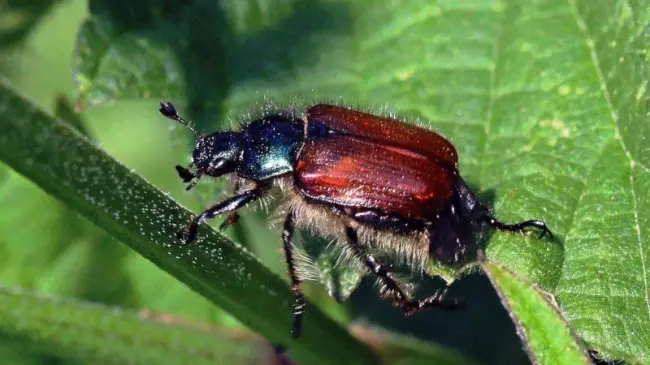 Майский жук на флоксах — Вредители флоксов: нематода и насекомые. Опыт борьбы