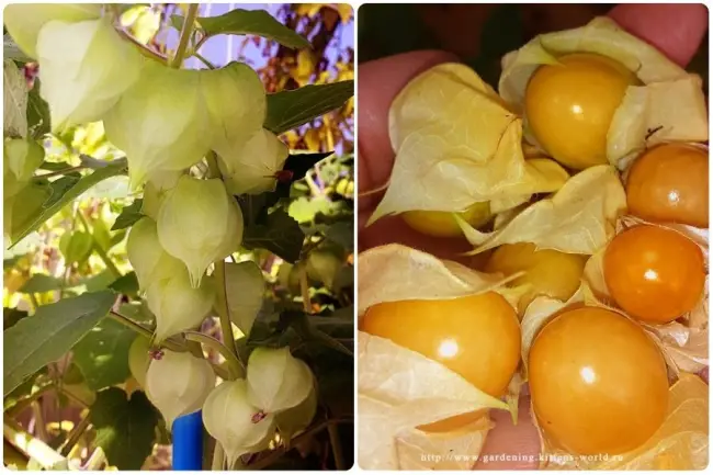 Съедобное украшение: выращиваем физалис ананасовый — Наша дача — 28 апреля — 43248289181 — Медиаплатформа МирТесен