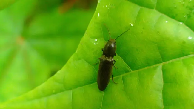 Как избавиться от жука щелкуна: народные средства и химические средства
