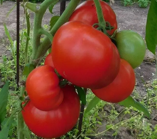 Томат Бобкат f1: характеристика и описание сорта, отзывы овощеводов, фото кустов и выросших помидоров