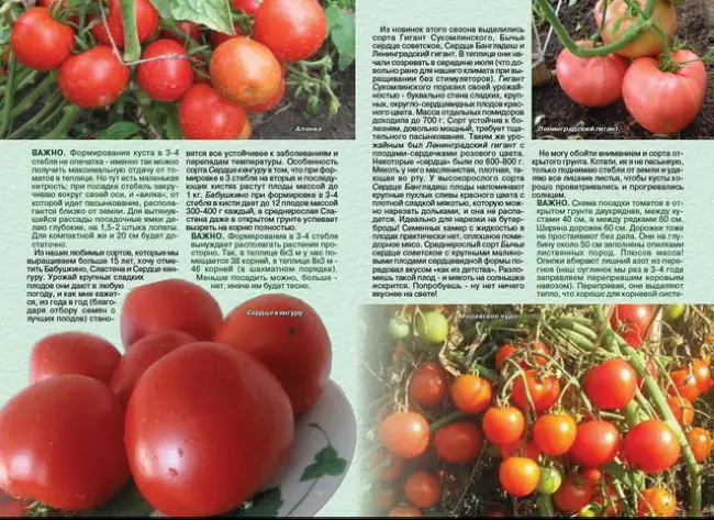 Все, что вы хотели знать о выращивании томатов Ленинградский гигант, а также описание сорта и его характеристики. Изучите отзывы фермеров об урожайности помидоров и взгляните на фото растение.