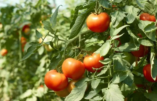 Правда ли, что томат «Кукла» это лучший сорт для выращивания в теплице?
