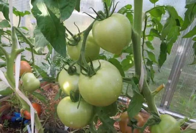 Характеристика сорта томатов ольга f1 | Lifestyle | Селдон Новости