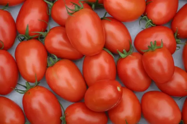Голландский томат Бенито f1 пользуется популярностью у овощеводов из разных стран мира, в том числе и России.