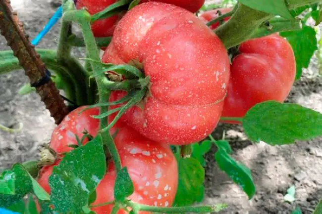 Разбираемся в тонкостях выращивания томатов Малиновое Виконте, а также обсуждаем отзывы садоводов об урожайности помидоров и фото растения. Узнайте подробное описание сорта и его характеристики.