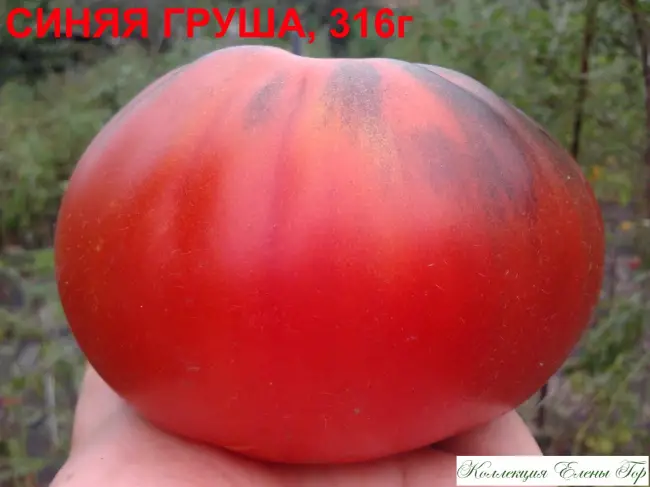 Томат грушка медовая описание сорта — Самые сладкие сорта томатов, которые рекомендуются к посадке