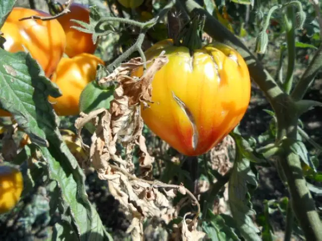 Особенности сорта томата Петр 1 и его характеристика. Как правильно выращивать этот помидор? Как необходимо за ним ухаживать? Возможные болезни и вредители.