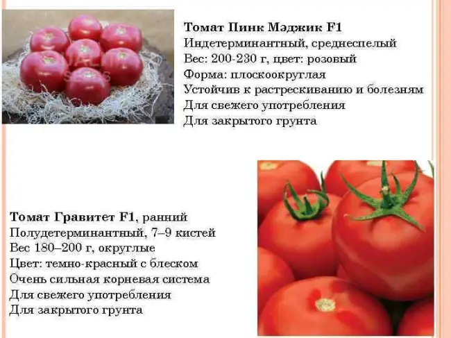 Томат Пинк Мэджик: описание сорта помидоров, характеристики. Особенности посадки и выращивания, болезни и вредители, достоинства и недостатки