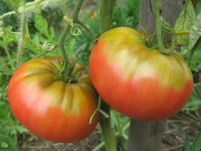 Томат Пинк Пионер F1: отзывы об урожайности помидоров, характеристика и описание сорта, фото куста