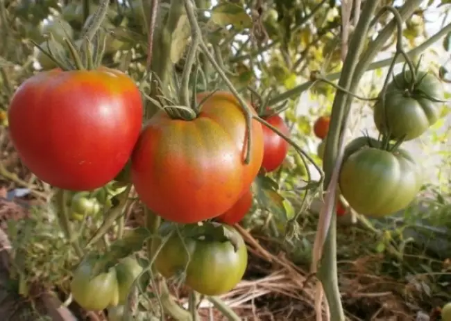 Детерминантный сорт томата Максимка: описание плодов и характеристика вкусовых качеств. Рекомендации и советы по выращиванию.