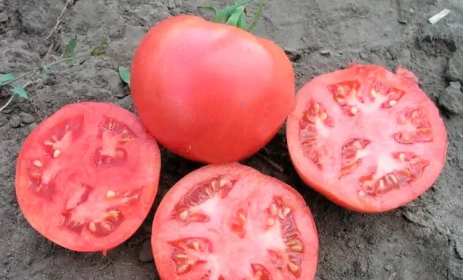 Гибридный сорт томата Розализа: описание плодов и краткая характеристика растения. Правила выращивания помидоров из семян.