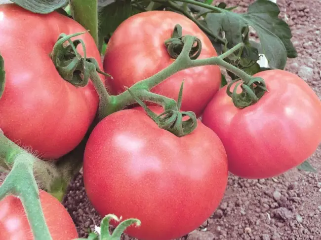 Томат Купидон: описание сорта помидоров, характеристики. Особенности посадки и выращивания, болезни и вредители, достоинства и недостатки