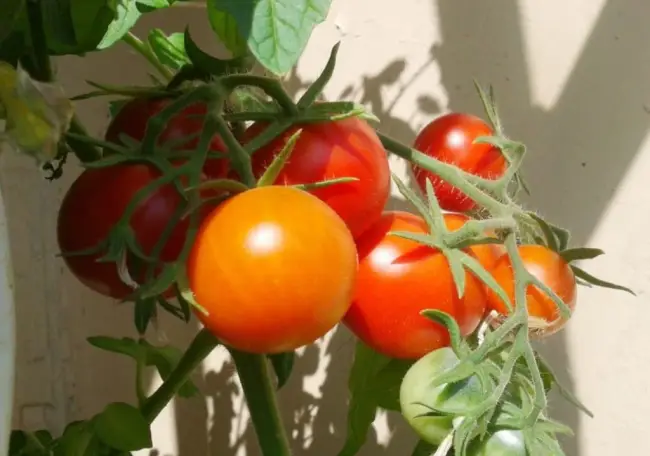 Томат Самара: описание сорта помидоров, характеристики. Особенности посадки и выращивания, болезни и вредители, достоинства и недостатки