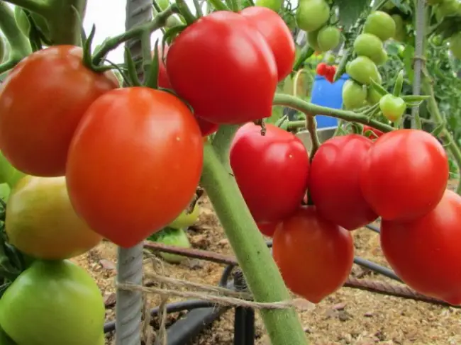 О томате Семко: описание сорта томата, характеристики помидоров, посев