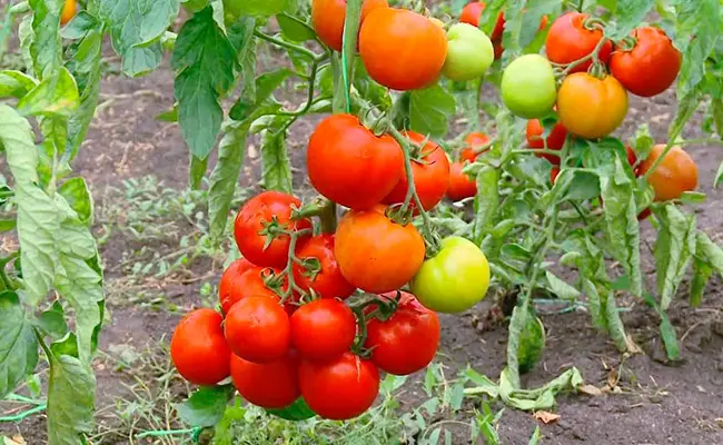Томат Снегирек: отзывы тех кто сажал и выращивал помидоры на подоконнике об их урожайности и биотехнике, характеристика и описание сорта черри, фото семян