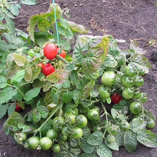 Характеристика томатов «Черрипальчики F1». Описание сорта, урожайность, как вырастить хороший урожай томатов, без использования химикатов.
